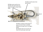 Lizard Dissection Steps