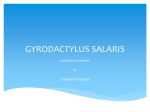 gyrodactylus salaris