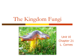Fungi - WordPress.com
