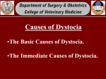 The Immediate Causes of Dystocia