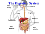 Large Intestine - cloudfront.net