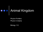 Animal Kingdom - lperleybiology112