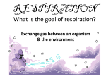 respiration - greinerudsd