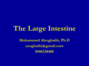 7-GI_Block, The Large Intestine