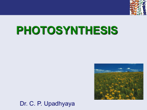 photosynthesis