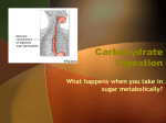 Carbohydrate Digestion - lynch-lhhs-nhl