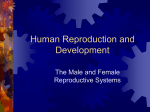 Human Reproduction and Development