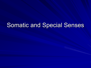 Somatic and Special Senses