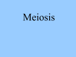 Meiosis - Learning on the Loop