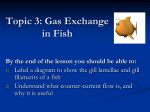 Unit 1: Gas Exchange and Ventilation in Bony Fish
