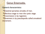 General characteristics: Intestinal parasites amoeba of man