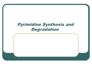 Pyrimidine Synthesis and Degradation