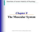 Muscular System PPT