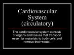 Cardiovascular System (circulatory)