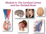 Frontal Lobes