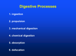 Digestive Processes