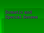 Somatic and Special Senses