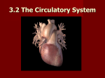 3.8 The Circulatory System