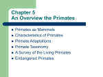 Characteristics of Primates