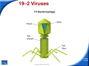 Viruses - mrsteeves