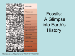 Fossils: a Glimpse into Earth`s History