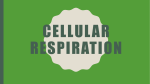 Cellular Respiration2017