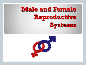 “Male and Female Reproductive Systems” PowerPoint