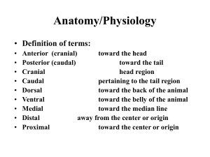 Anatomy/physiology
