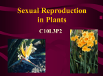 Sexual Reproduction