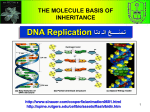 DNA Replication نـَسْـــــخ الـ دنا