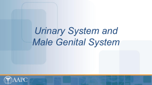 Urinary System and Male Genital System