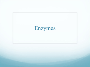 Enzymes - hrsbstaff.ednet.ns.ca