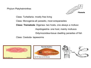 lecture_16_Feb_19_Trematode-1