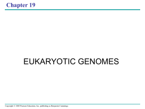 Chapter 19 (Eukaryotic Genome)