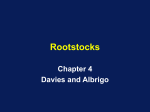 Rootstocks - Aggie Horticulture