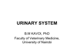 Urinary system - University of Nairobi