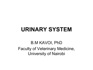 Urinary system - University of Nairobi