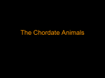 The Chordate Animals - Blue Valley Schools