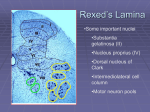 Rexed`s Lamina