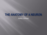 The Anatomy of a neuron
