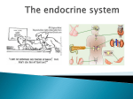 Endocrine System PowerPoint
