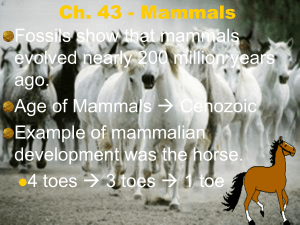 Mammals - USD 271 Stockton