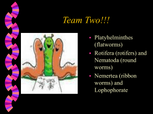 Phylum Rotifera and Nematoda