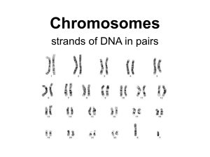 Chromosomes