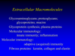 Extracellular Macromolecules