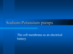 Sodium-Potassium pumps