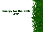 Energy for the Cell: ATP