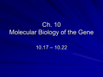 PowerPoint Presentation - Ch. 10 Molecular Biology of the Gene