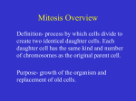 mitosis[1] - MissChapman11