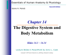 Digestive System PPT